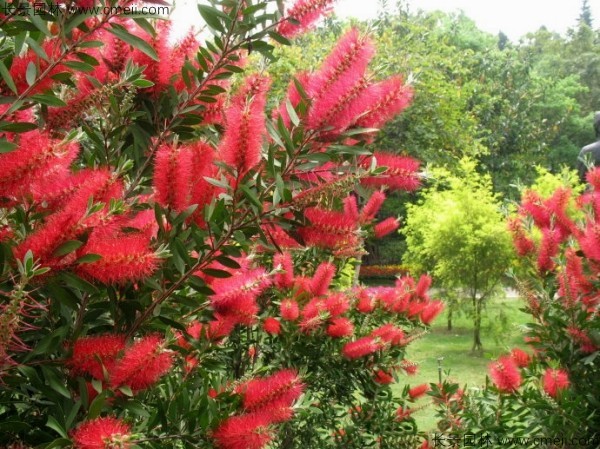 紅千層種子發(fā)芽出苗開(kāi)花圖片