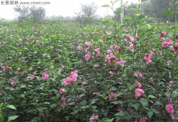 木槿種子發(fā)芽出苗開花圖片