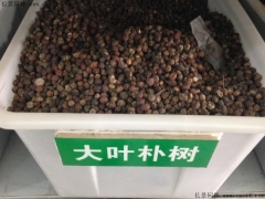 大葉樸樹(shù)種子