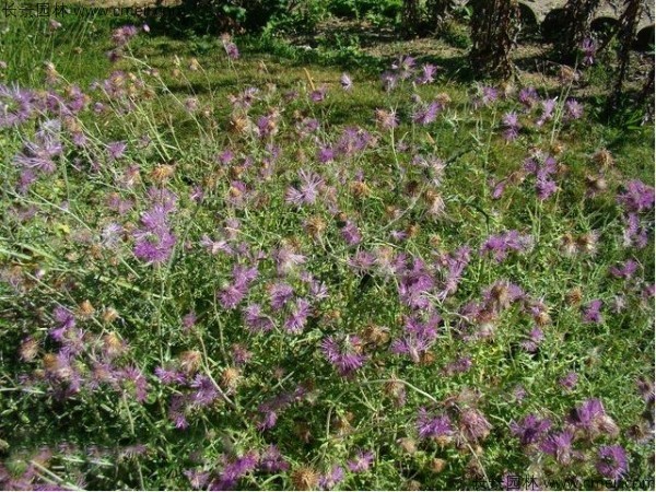 水飛薊種子發(fā)芽出苗開花圖片