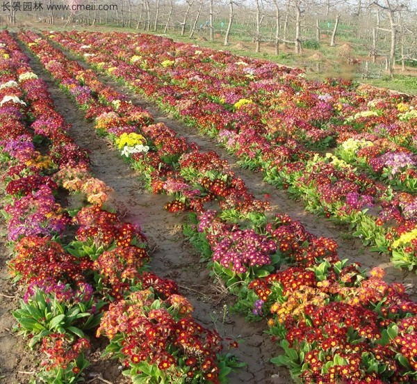 報(bào)春花種子發(fā)芽出苗開花圖片