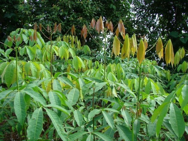 橡膠樹種子發(fā)芽出苗圖片