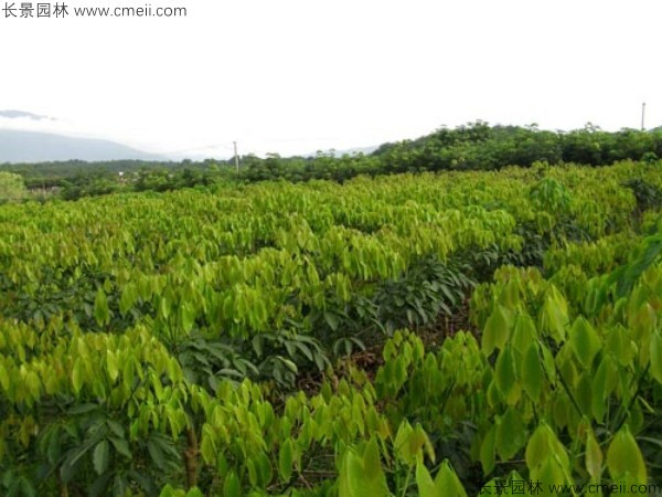 橡膠樹種子發(fā)芽出苗圖片