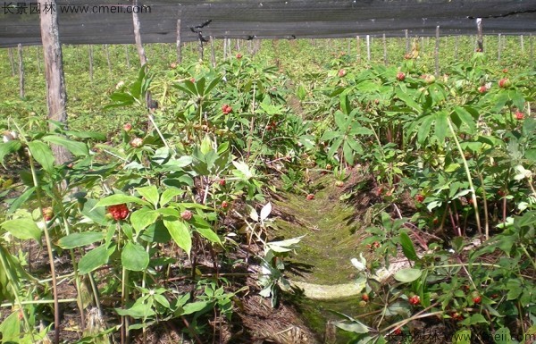 獨(dú)角蓮種子發(fā)芽出苗圖片