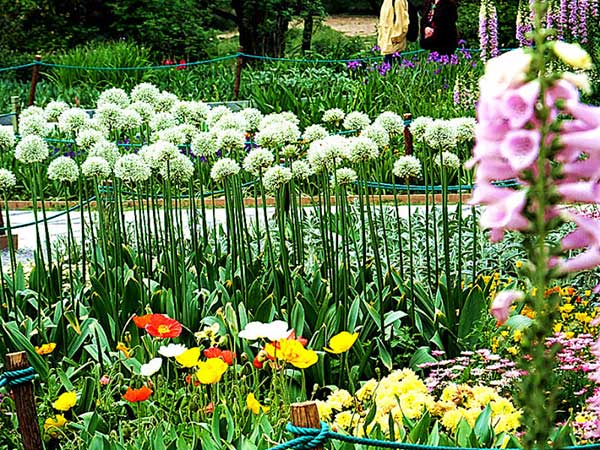 大花蔥種子發(fā)芽出苗開花圖片