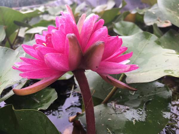 好品種類(lèi)碗蓮花紅色并蒂蓮