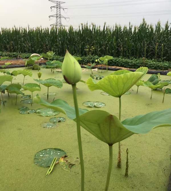 荷花種植基地實(shí)拍優(yōu)質(zhì)品種類(lèi)