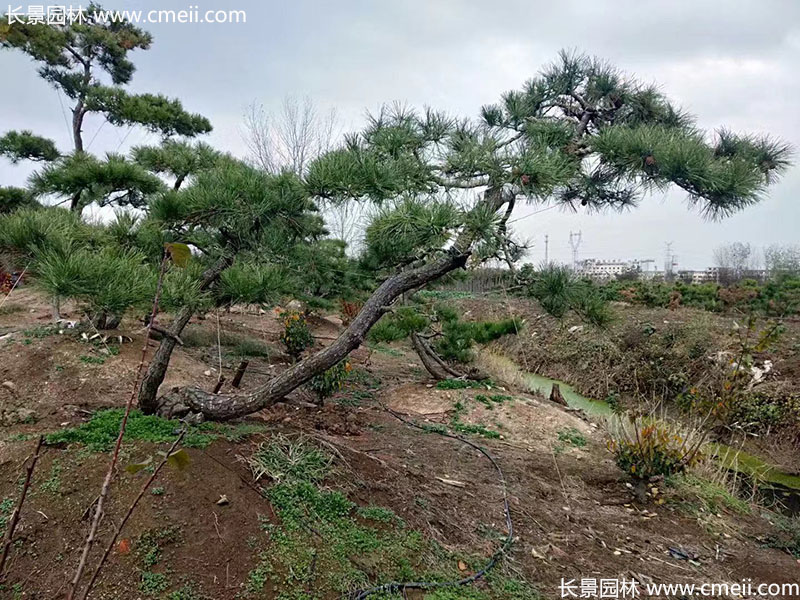 景觀樹造型黑松大型地景