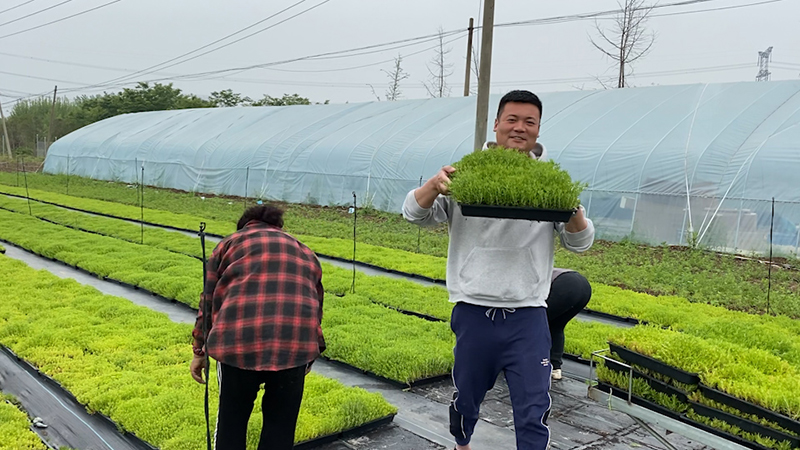 佛甲草托盤苗植種基地