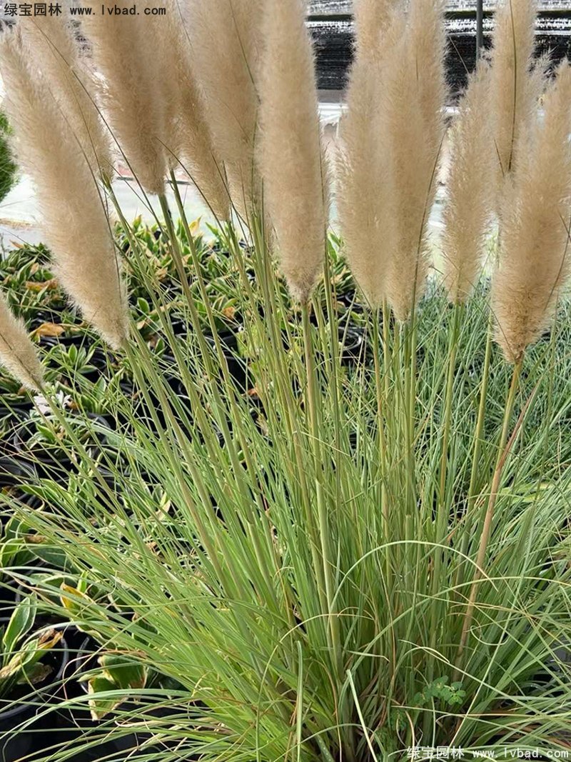 花葉蒲葦茅草類觀賞花鏡草本大草