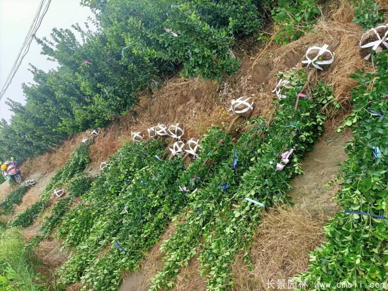 大葉黃楊柱