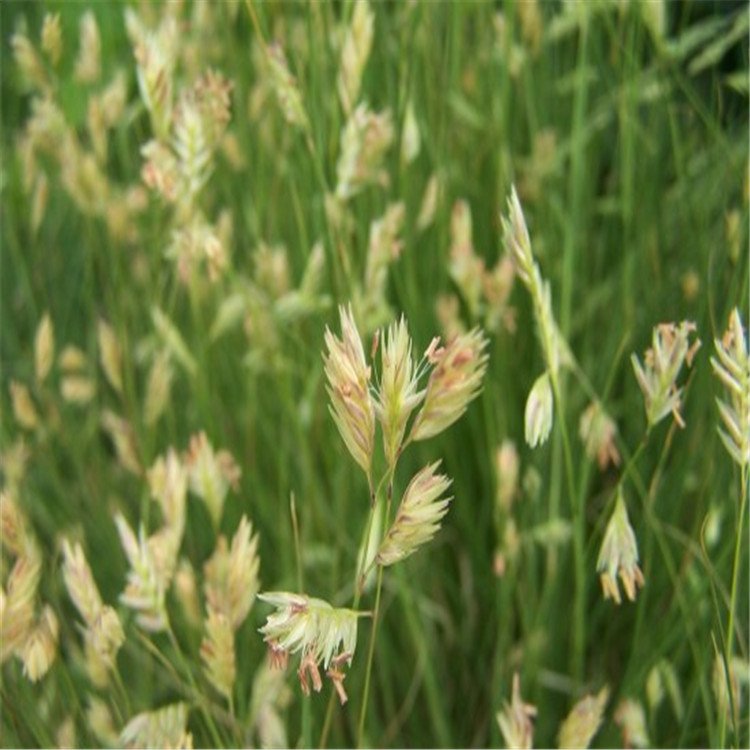 野牛草花穗