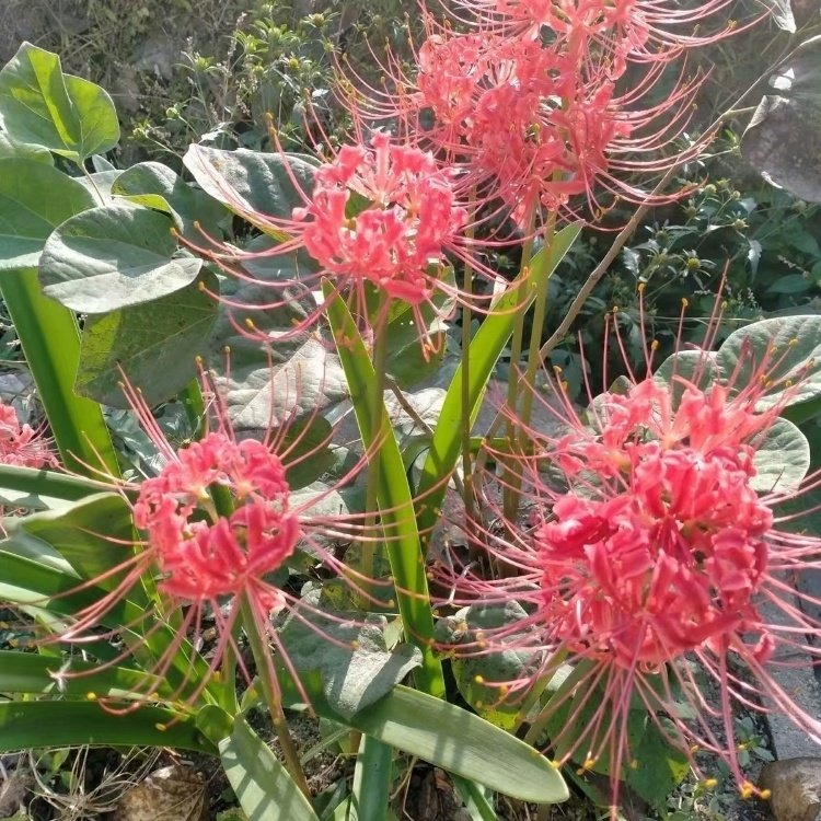 彼岸花開(kāi)花照片