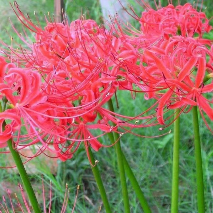 彼岸花開(kāi)花照片